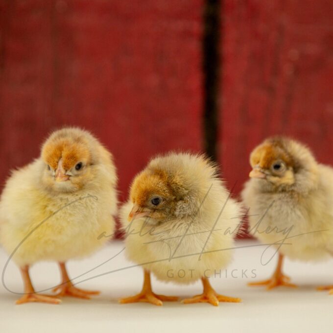 Splash Laced Red Wyandotte Chicks