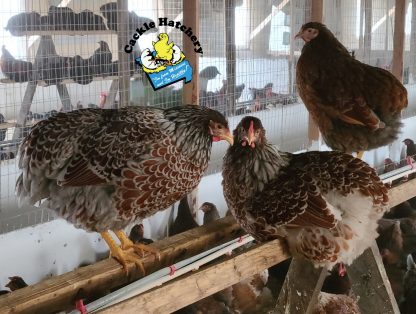 Splash Laced Red Wyandotte Chickens