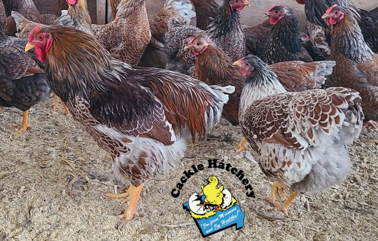 Splash Laced Red Wyandotte Chickens
