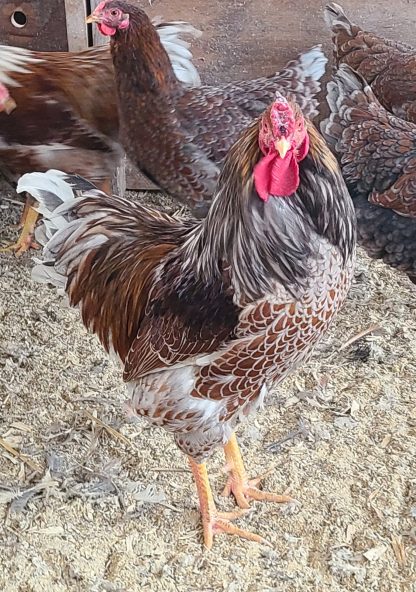 Splash Laced Red Wyandotte Chicken