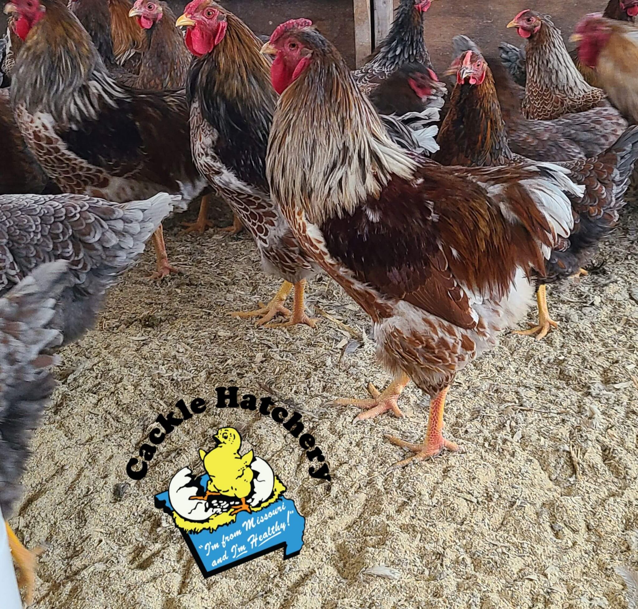 Splash Laced Red Wyandotte Chicken For Sale Cackle Hatchery®