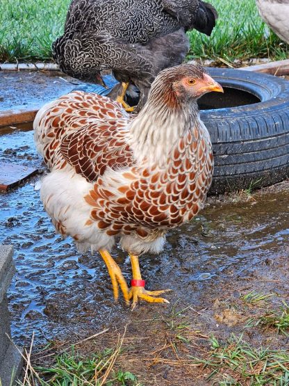 Splash Laced Red Wyandottes