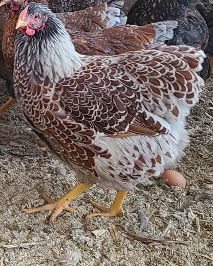 Splash laced red wyandottes