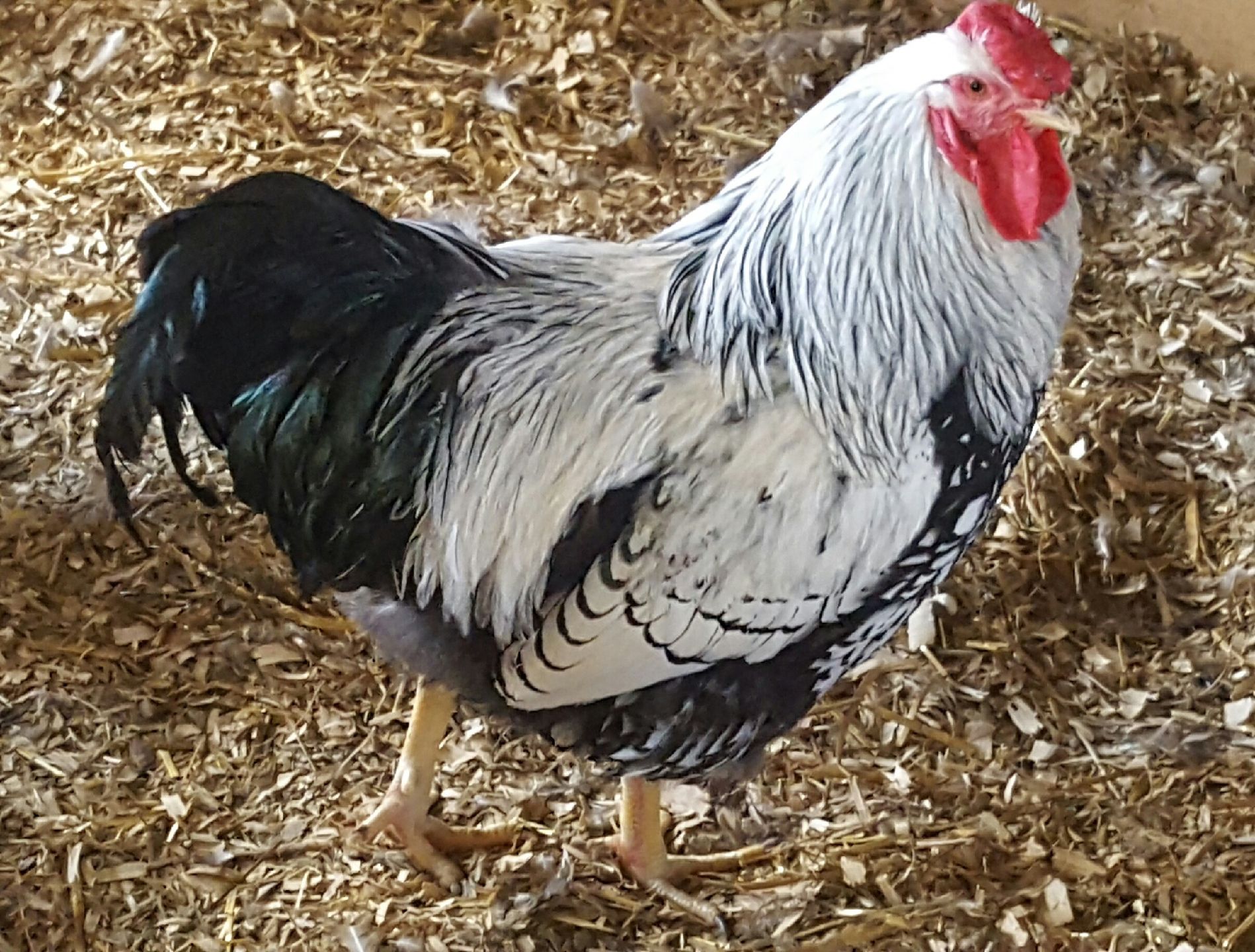 Silver Laced Wyandotte Chicken for Sale (Show Type) Cackle Hatchery®