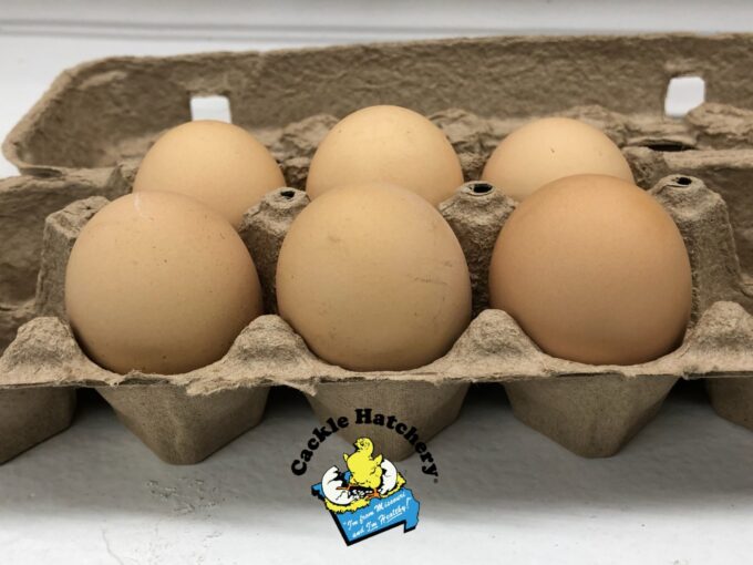 Silver Laced Wyandotte Chicken (Exhibition Type) - Image 4