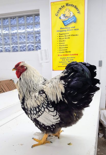 Silver Laced Wyandotte Chicken (Show Type)