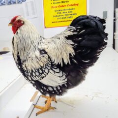 Silver Laced Wyandotte Chicken (Show Type)