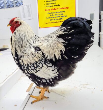 Silver Laced Wyandotte Chicken (Show Type)