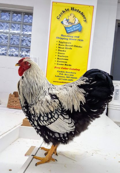 Silver Laced Wyandotte Chicken (Show Type)