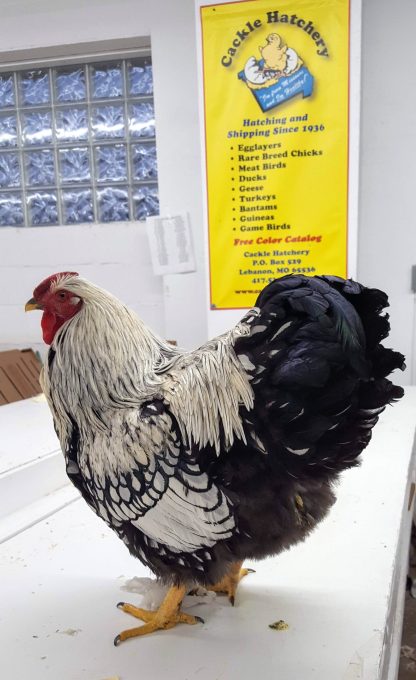 Silver Laced Wyandotte Chicken (Show Type)