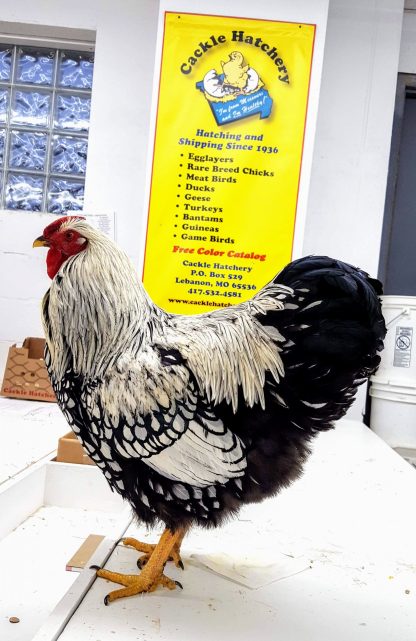 Silver Laced Wyandotte Chicken (Show Type)