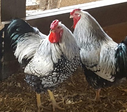 Silver Laced Wyandotte Chicken (Show Type)