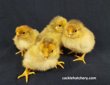 Splash Laced Red Wyandotte Chicks