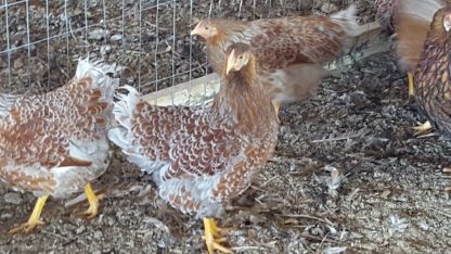 Splash Laced Red Wyandotte