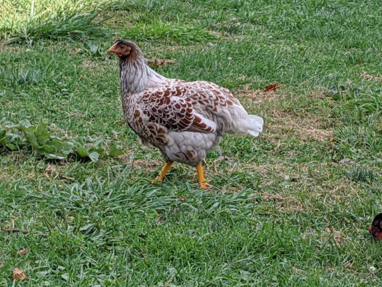 Splash Laced Red Wyandotte Chicken For Sale Cackle Hatchery®