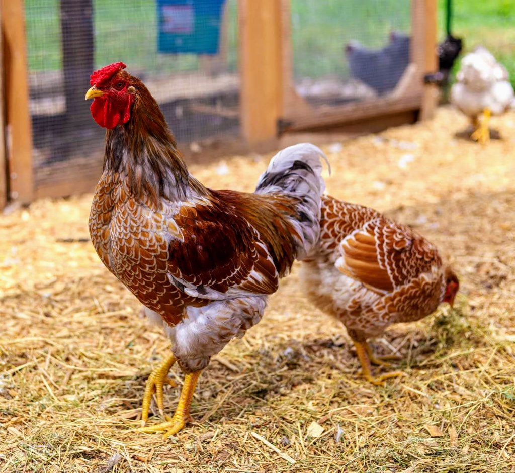 Splash Laced Red Wyandotte Chicken For Sale | Cackle Hatchery®