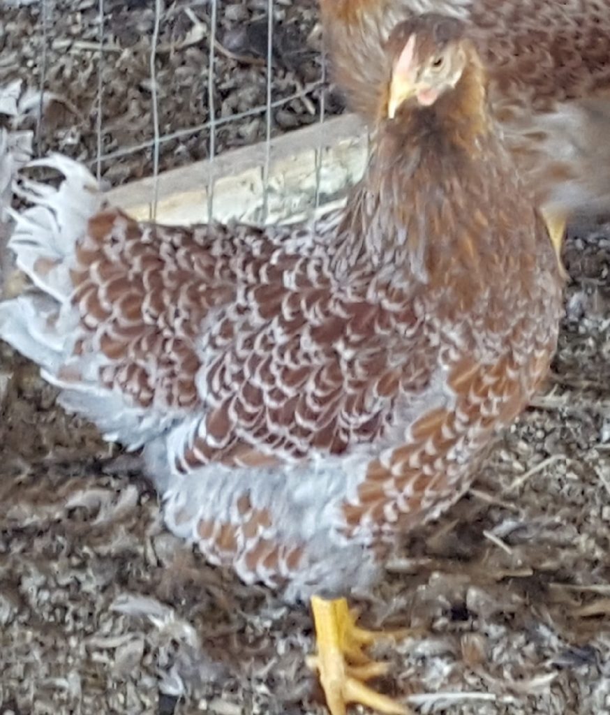 Splash Laced Red Wyandotte Chicken For Sale | Cackle Hatchery®