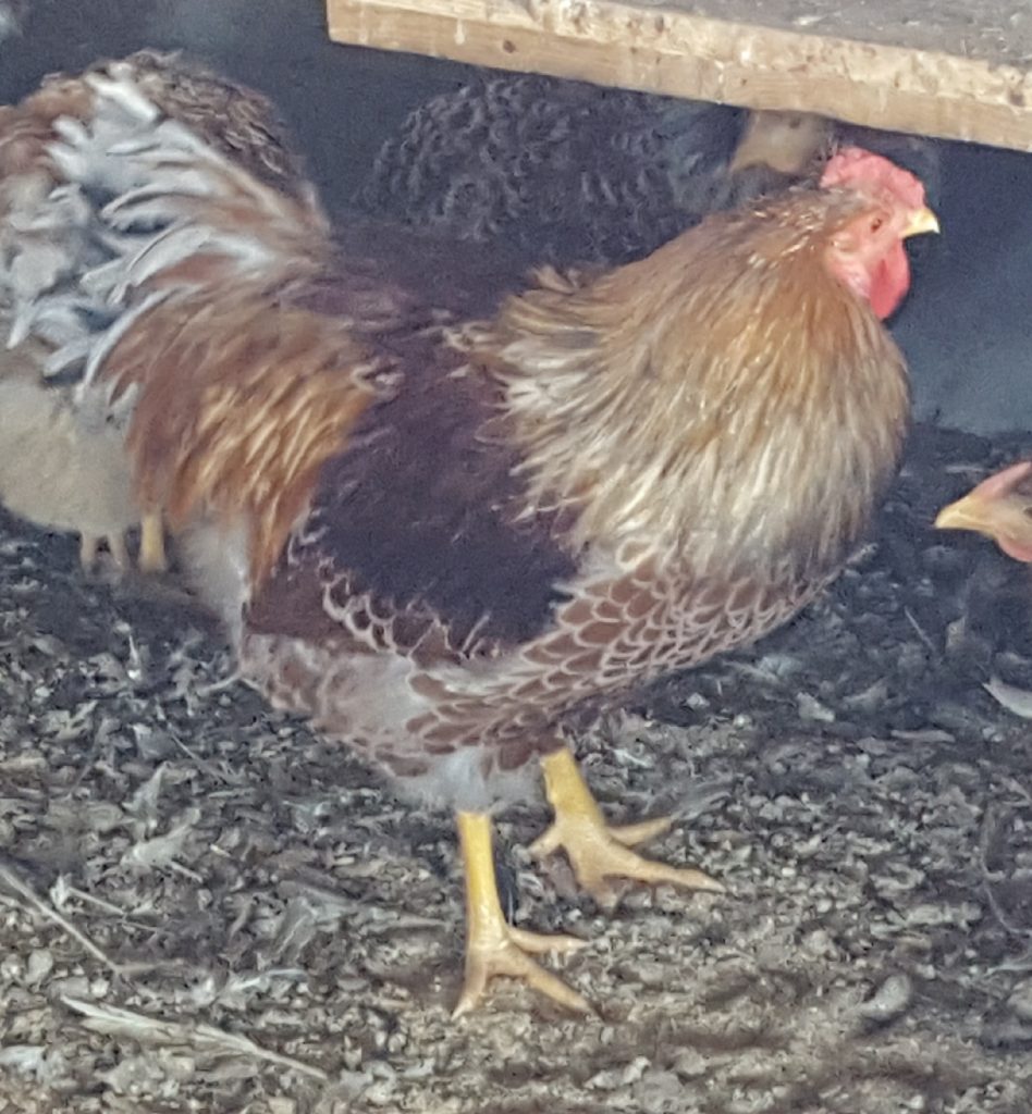 Splash Laced Red Wyandotte Chicken For Sale Cackle Hatchery®