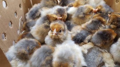 Splash Laced Red Wyandotte Chicks