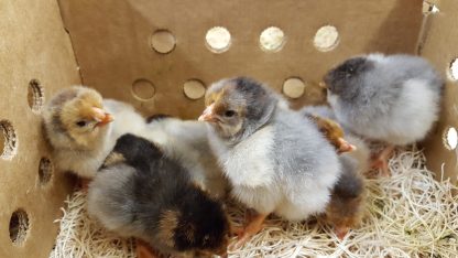 Splash Laced Red Wyandotte Chicks