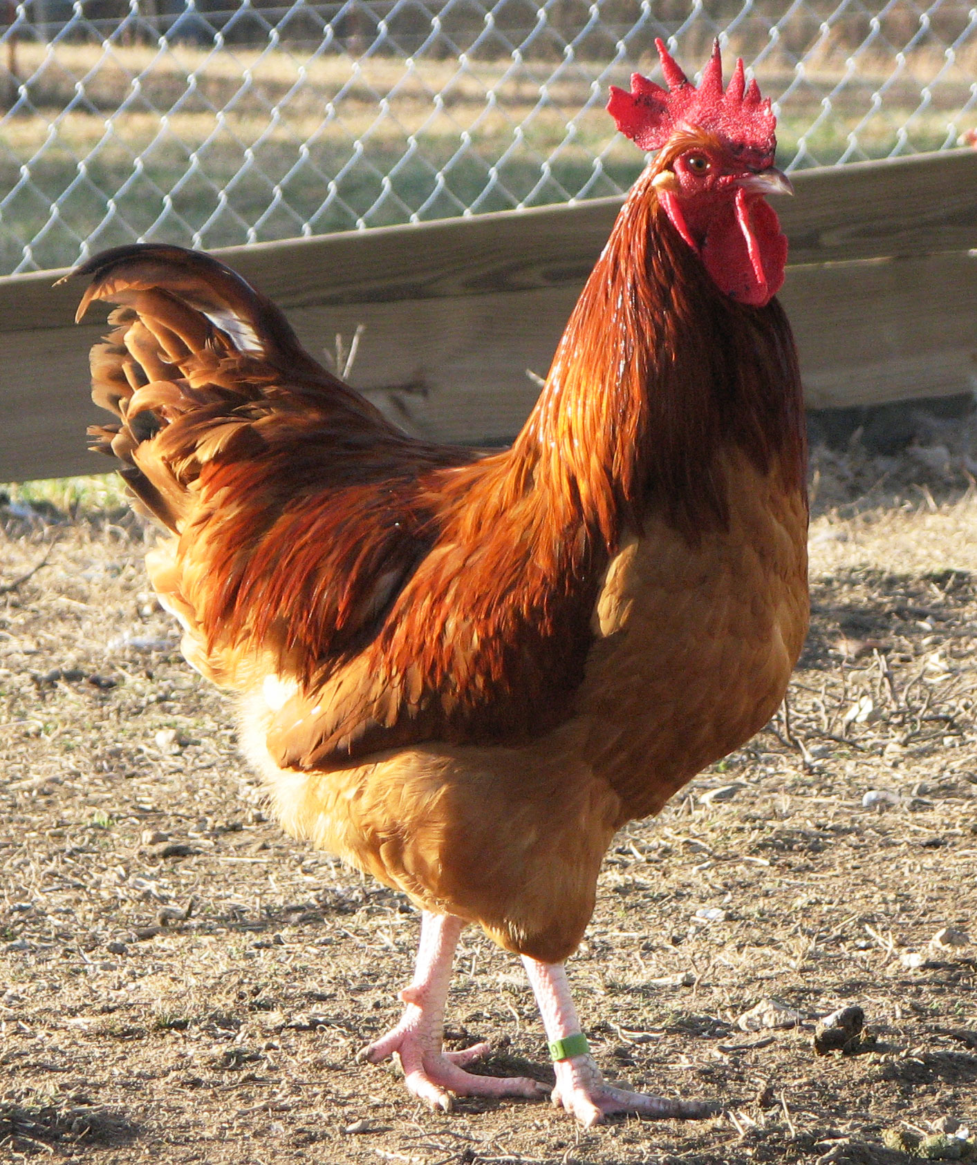 Unwanted Rooster