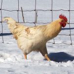 Rooster in Snow