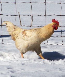 Rooster in Snow