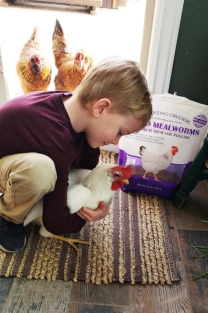 Pecking Order Dried Mealworms