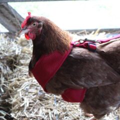 red Chicken Harness on chicken for walking