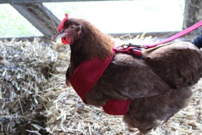 red Chicken Harness on chicken for walking