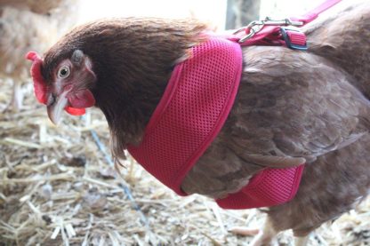 pink Chicken Harness on chicken