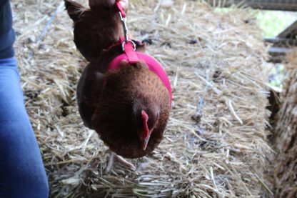 Chicken Harness on chicken shown pink