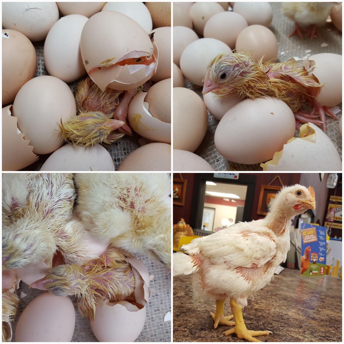 18 Hybrid Chicken Fertile Hatching Eggs FREE POSTAGE!!! 
