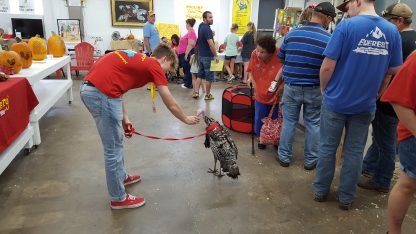 Chicken Harness on turkey