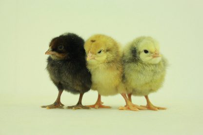 Kosher King Baby Chicks