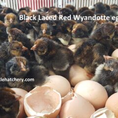 Black Laced Red Wyandottes Fertile Hatching Eggs