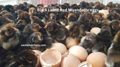 Black Laced Red Wyandottes Fertile Hatching Eggs