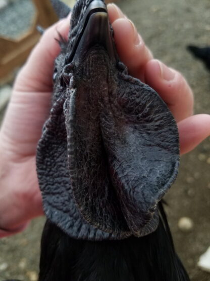 Ayam Cemani Hatching Eggs | Cackle Hatchery®