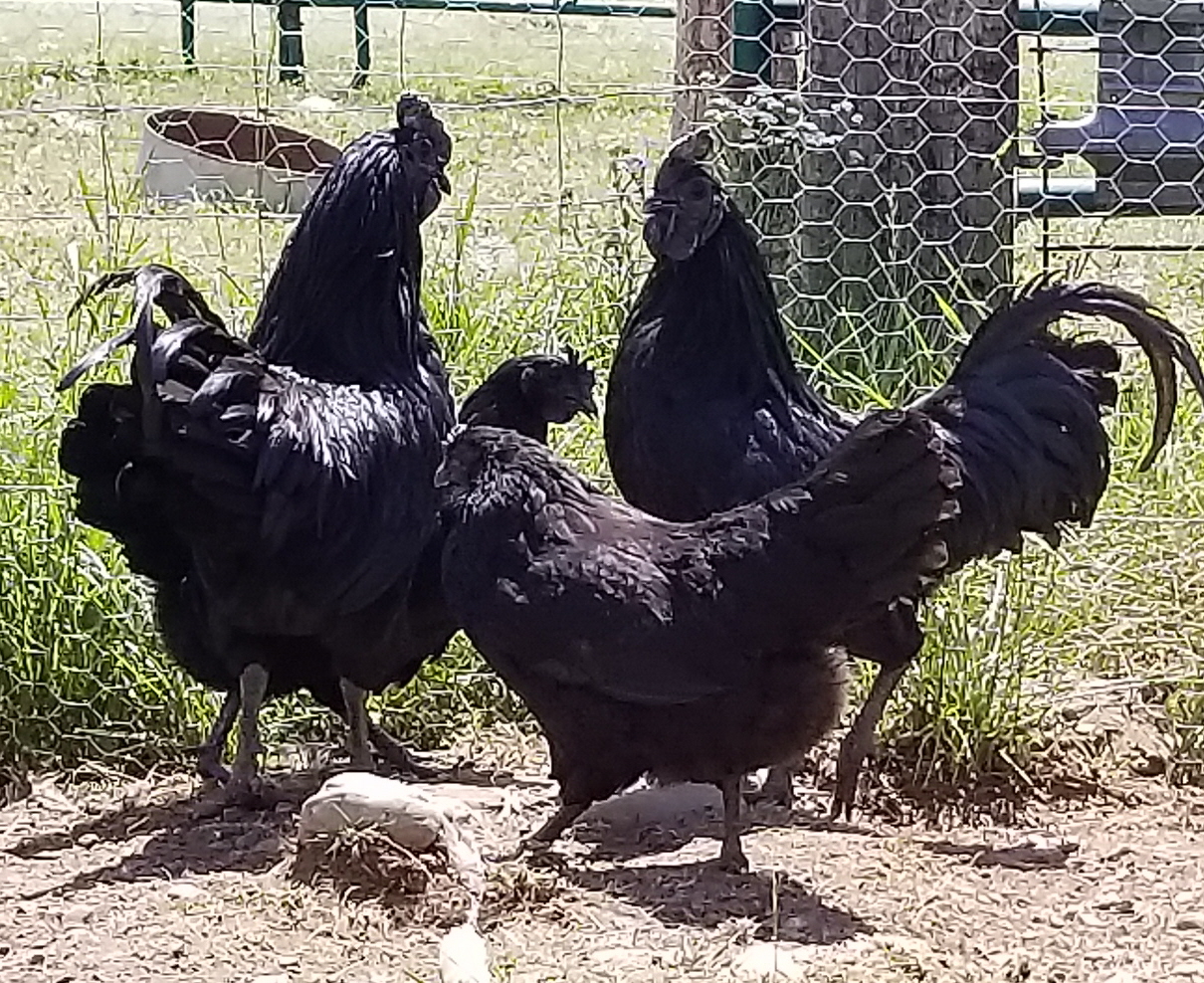 3 Ayam Cemani Hatching Eggs 