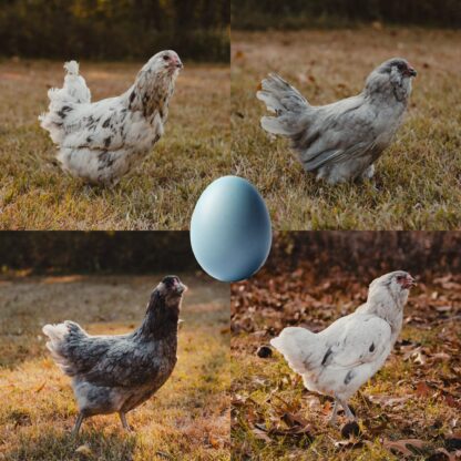 Blue Egger Female Surplus