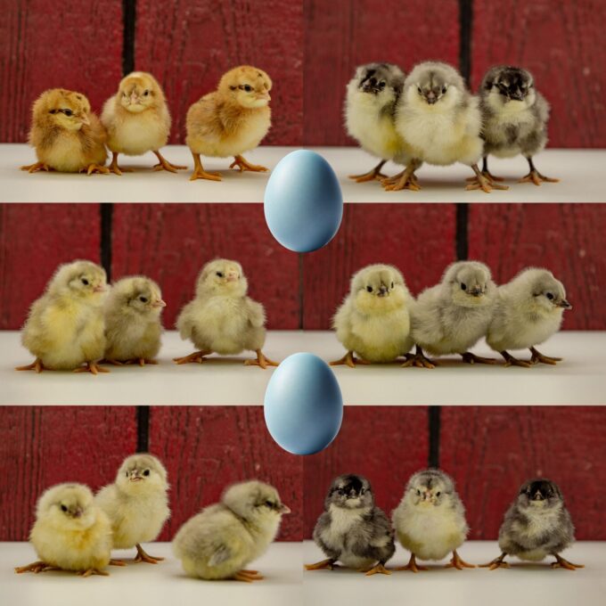 Blue Egger Females Surplus