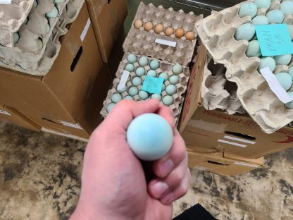 Blue Egger Surplus Eggs