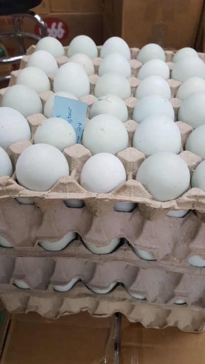 Blue Egger Surplus Eggs