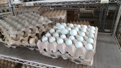 Blue Egger Surplus Eggs