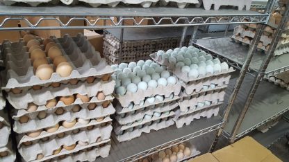 Blue Egger Surplus Eggs