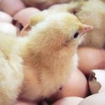 Chick Season baby chicken