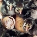 baby chicks in Incubator