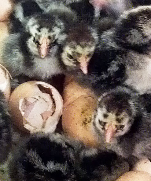 baby chicks in Incubator