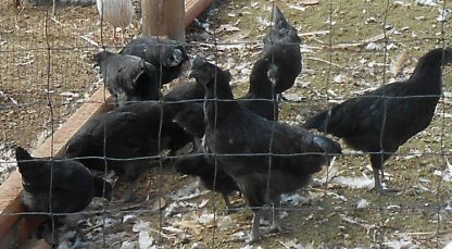 Ayam Cemani Fertile Hatching Eggs-9167
