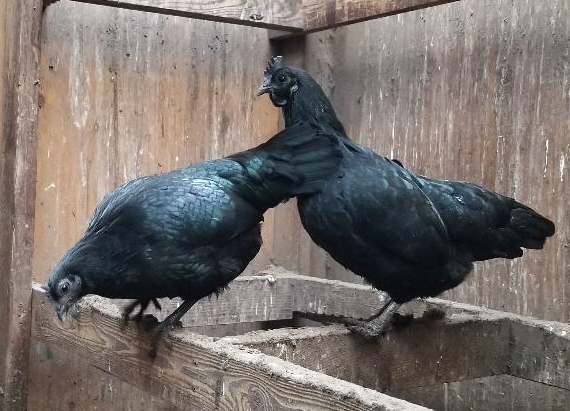 5 Fertile Chicken Hatching Eggs Rare Breeds Barnyard  Possible AYAM CEMANI-MIX 